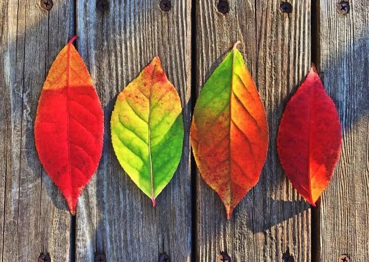 How To Use Seasonality Adjustments And Data Exclusions In Google Ads